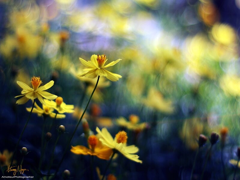 Yellow Cosmos Flowers — Serene