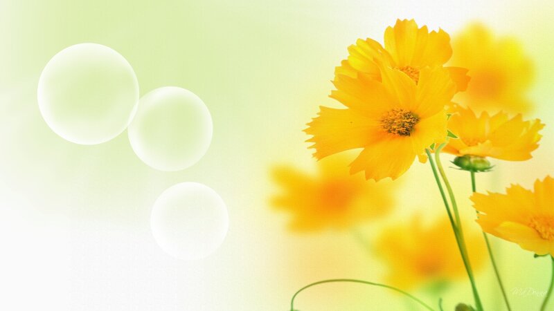 Yellow Cosmos Flowers