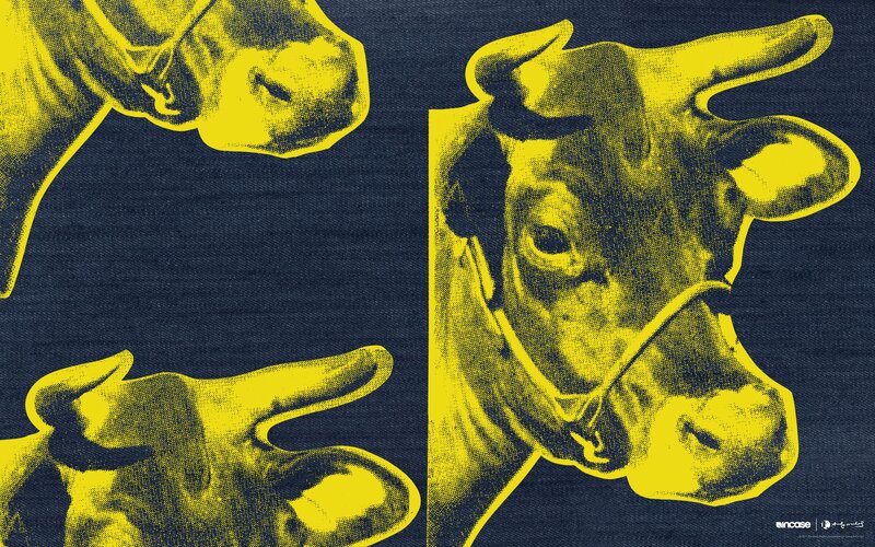 Yellow Cow Heads