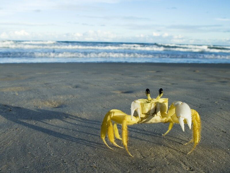 Yellow crab on a sandy beach