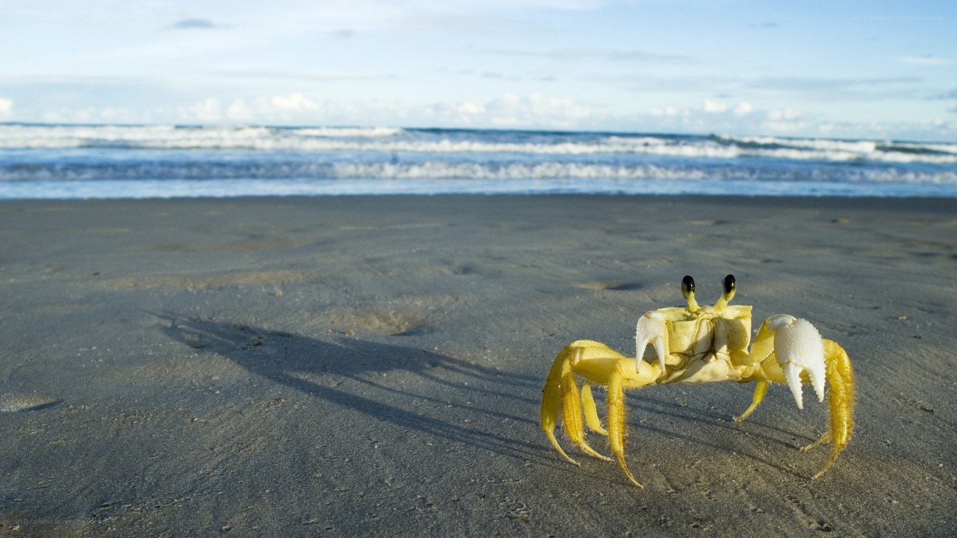 Yellow crab on a sandy beach