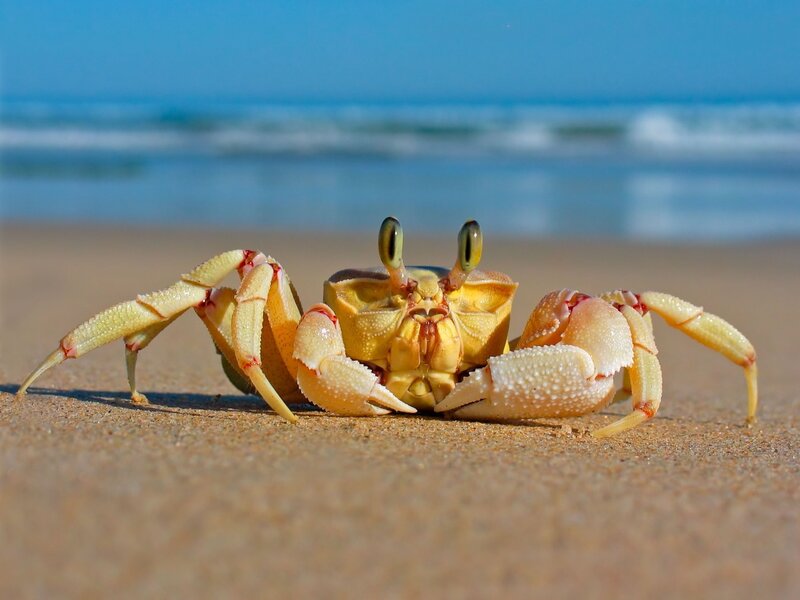 Yellow Crab on Beach — Calm, Afternoon, Photograph, Sand, Ocean, Sky, Blue