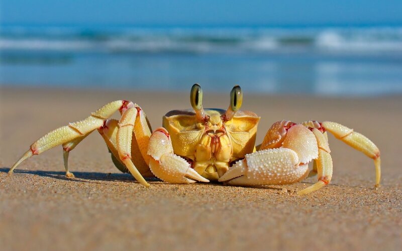 Yellow Crab on Beach — Calm, Afternoon, Photograph, Sand, Ocean