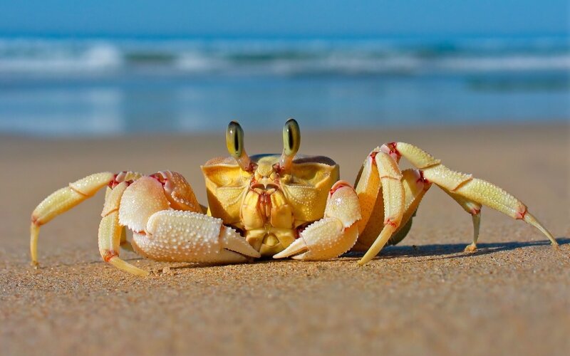 Yellow Crab on Beach — Calm, Afternoon, Photograph