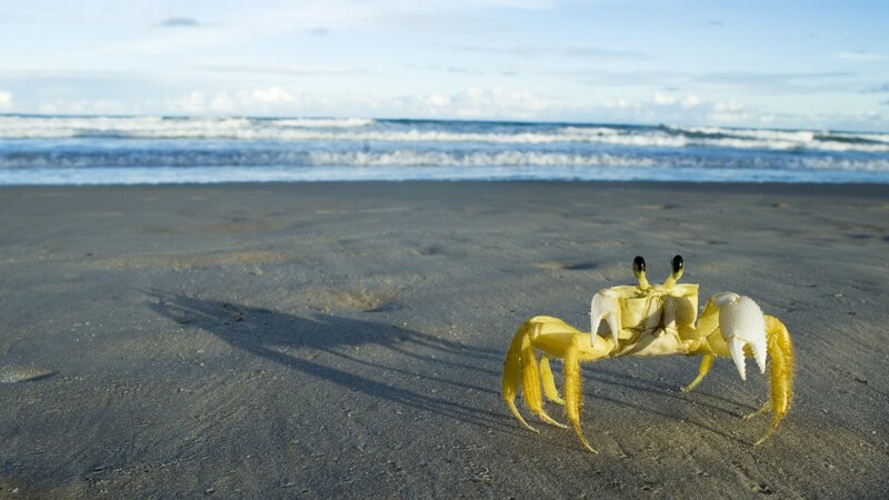Yellow Crab on Beach — Serene, Afternoon, Photograph, Sand, Ocean