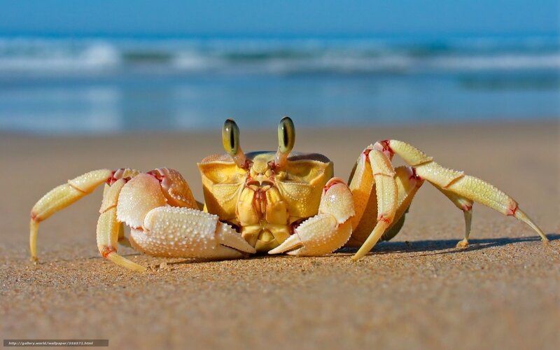 Yellow Crab on Beach — Serene, Afternoon