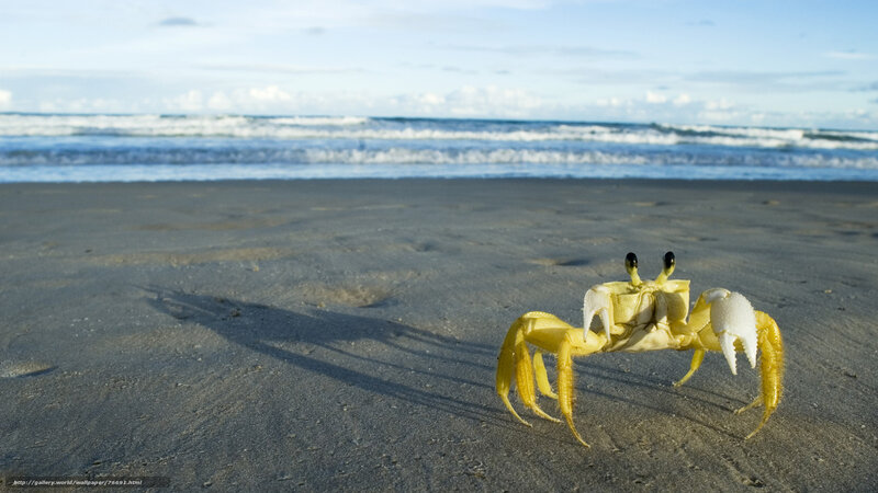 Yellow crab on beach