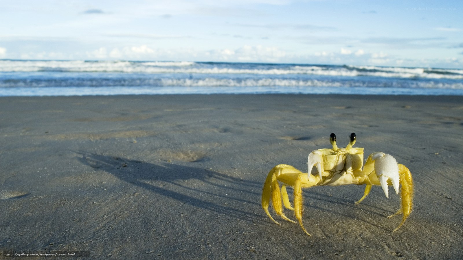 Yellow crab on beach