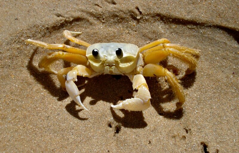 Yellow Crab on Sand