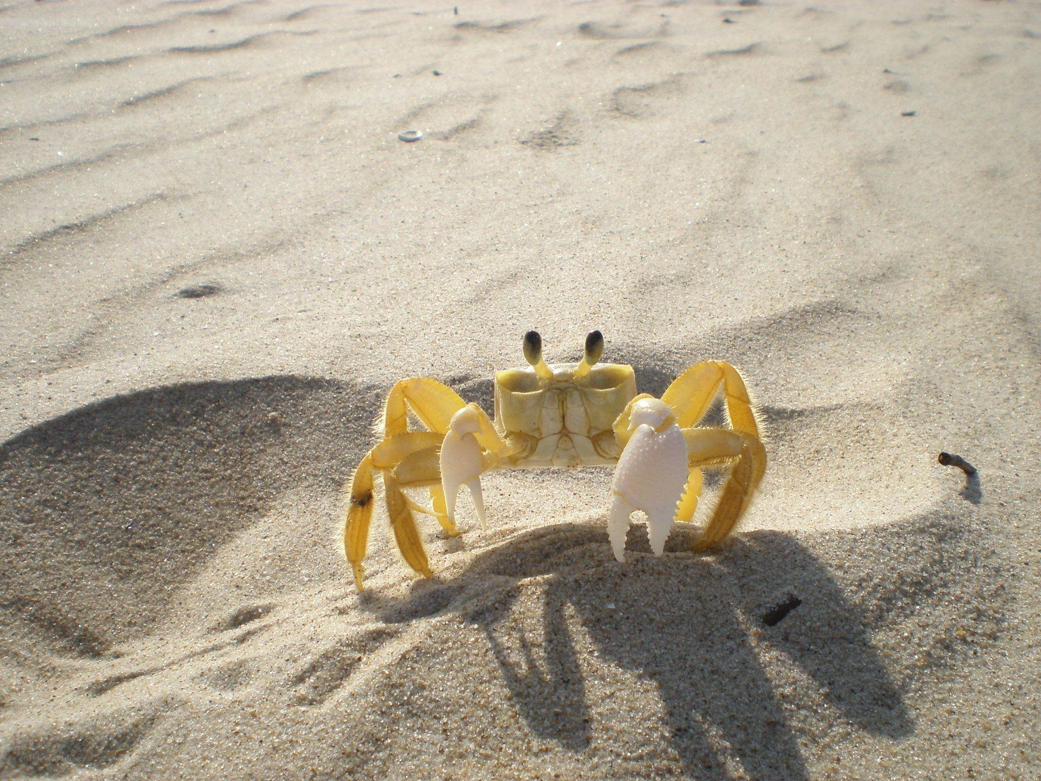 yellow crab on sandy beach