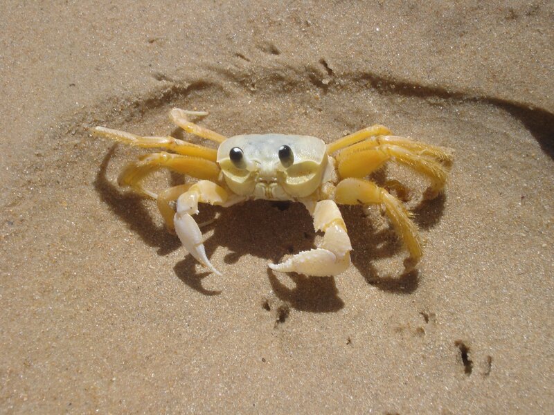 yellow crab on sandy beach