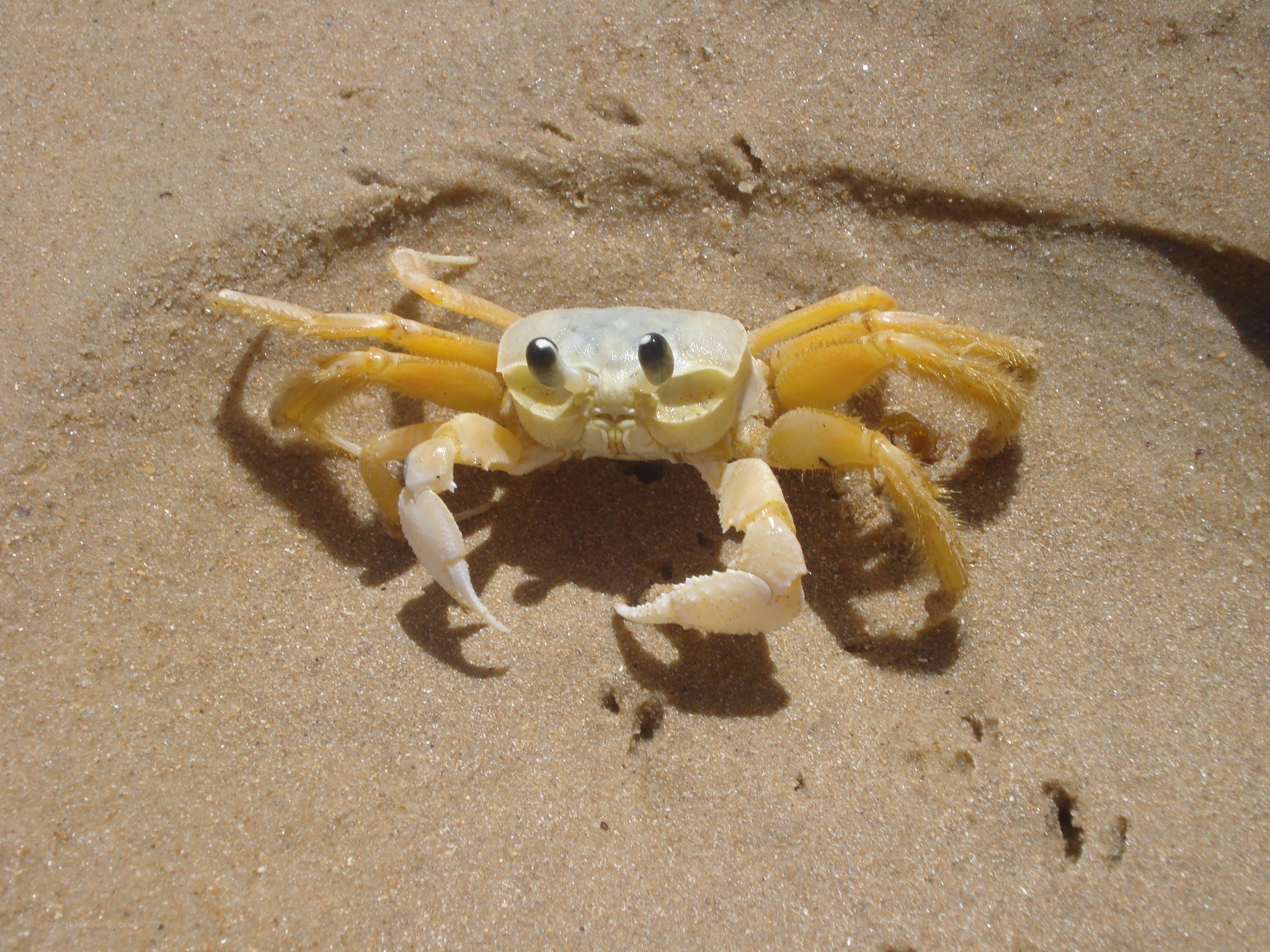 yellow crab on sandy beach