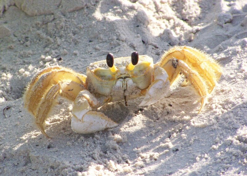yellow crab on sandy beach