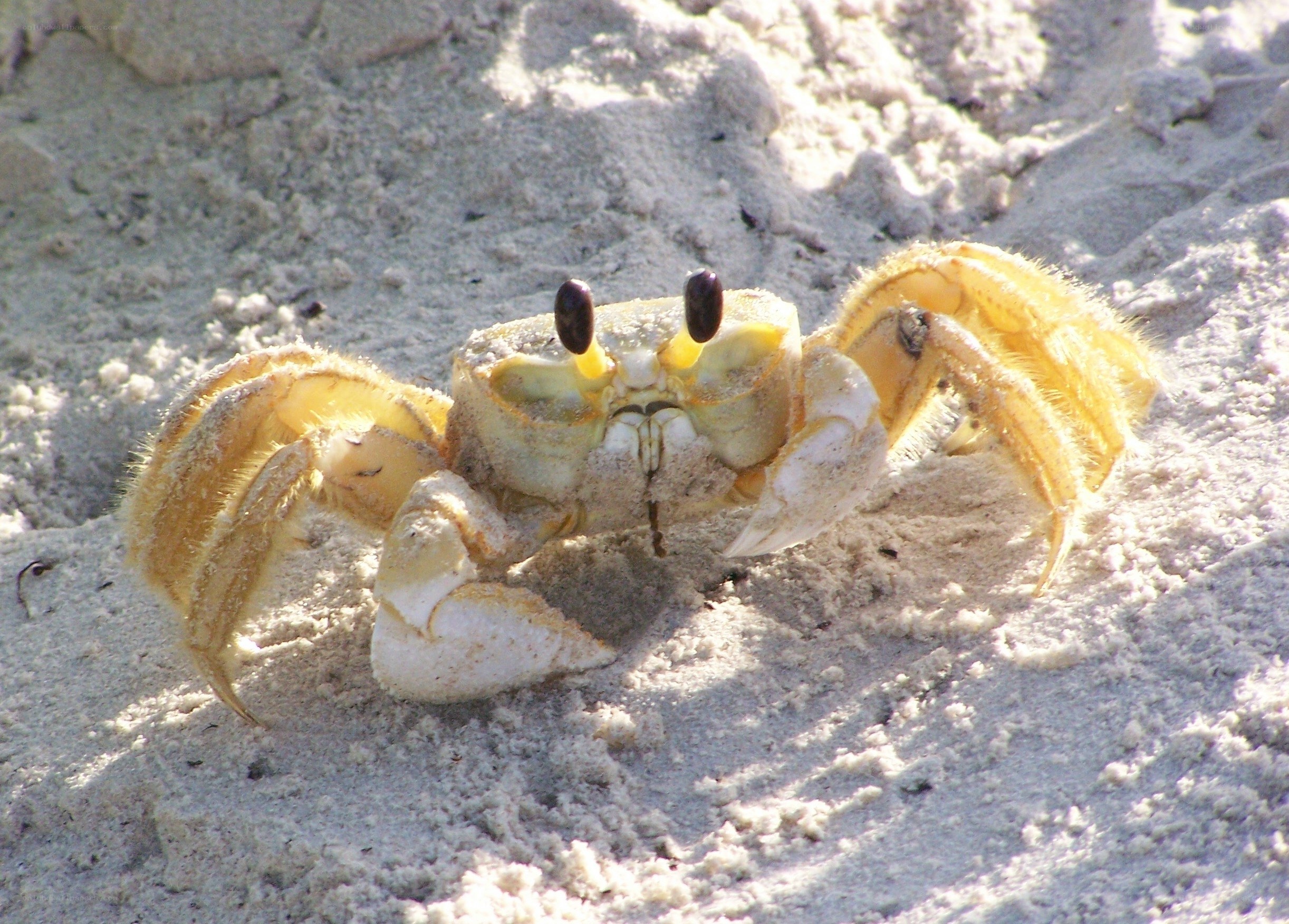 yellow crab on sandy beach