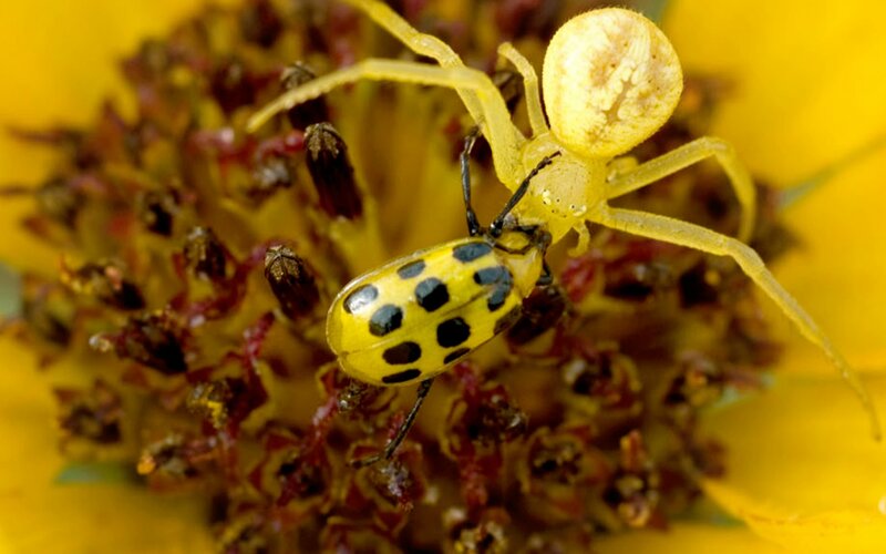 Yellow Crab Spider and Beetle
