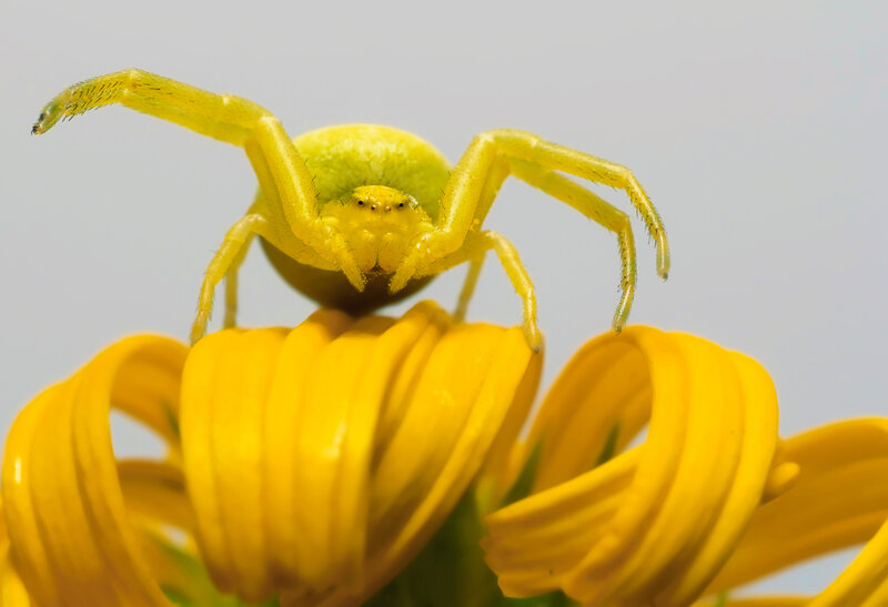 yellow crab spider on flower