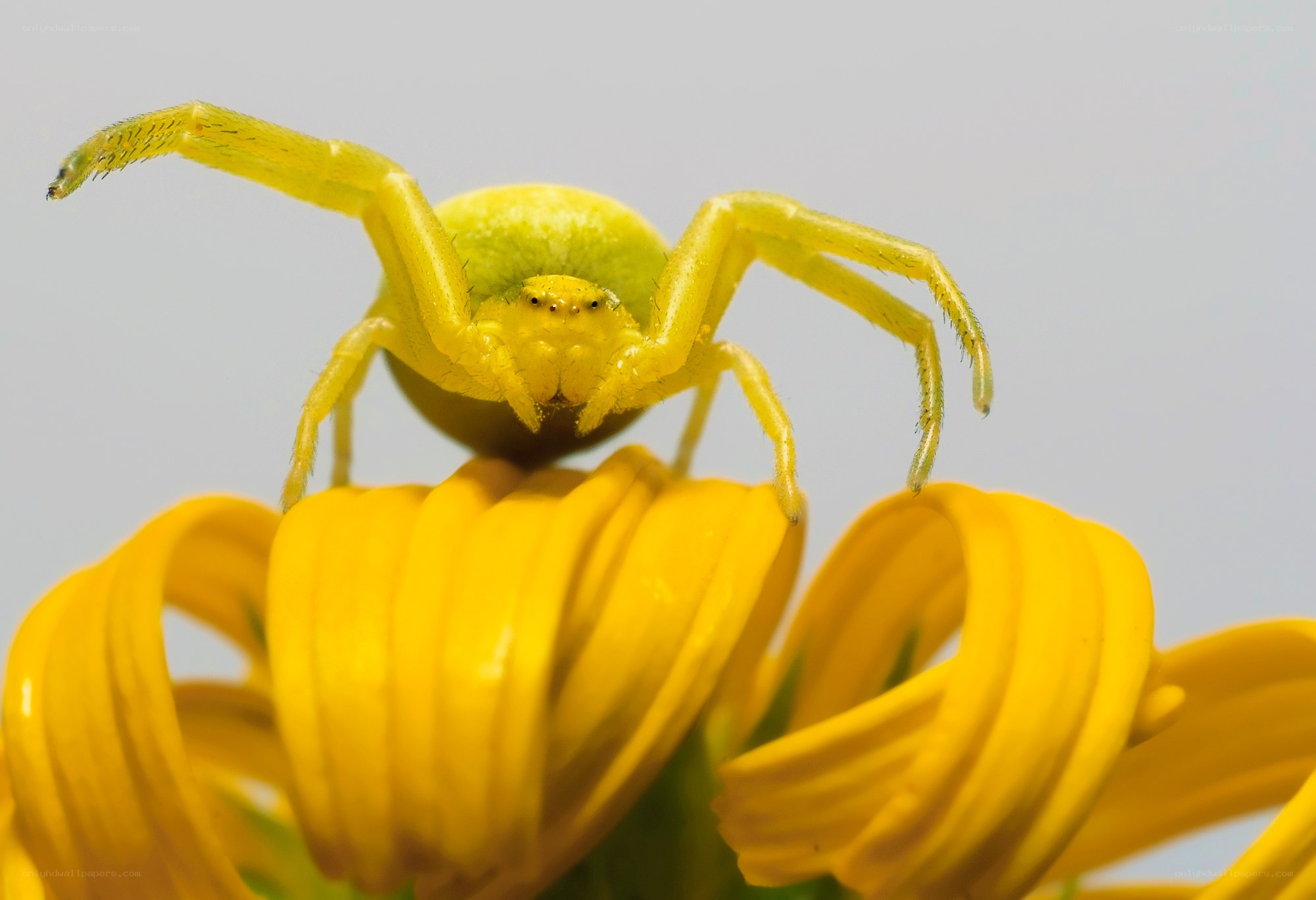 yellow crab spider on flower