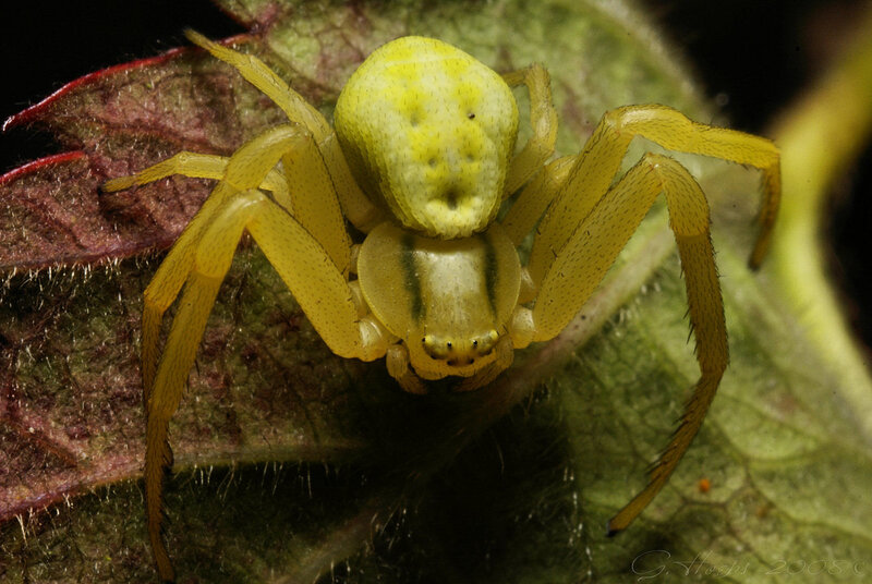 yellow crab spider on leaf
