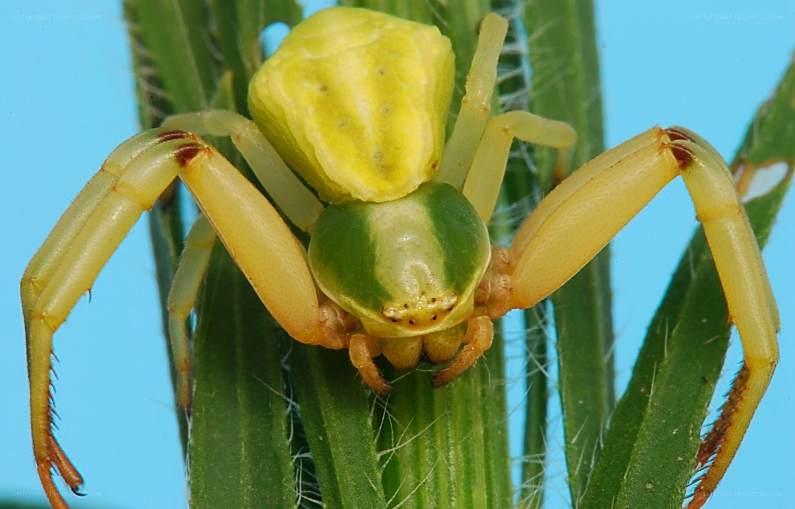 yellow crab spider on plant