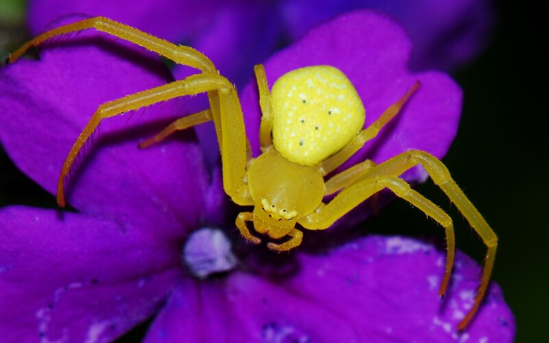 Yellow crab spider on purple flower