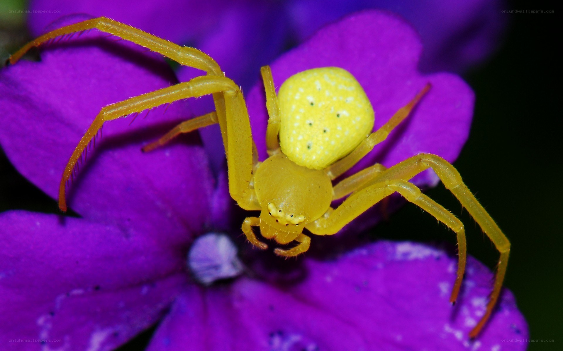 Yellow crab spider on purple flower