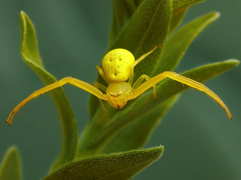 Yellow Crab Spider