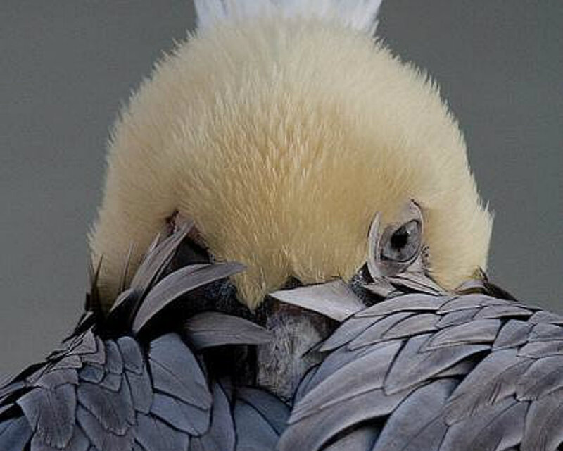 Yellow-crested Cockatoo