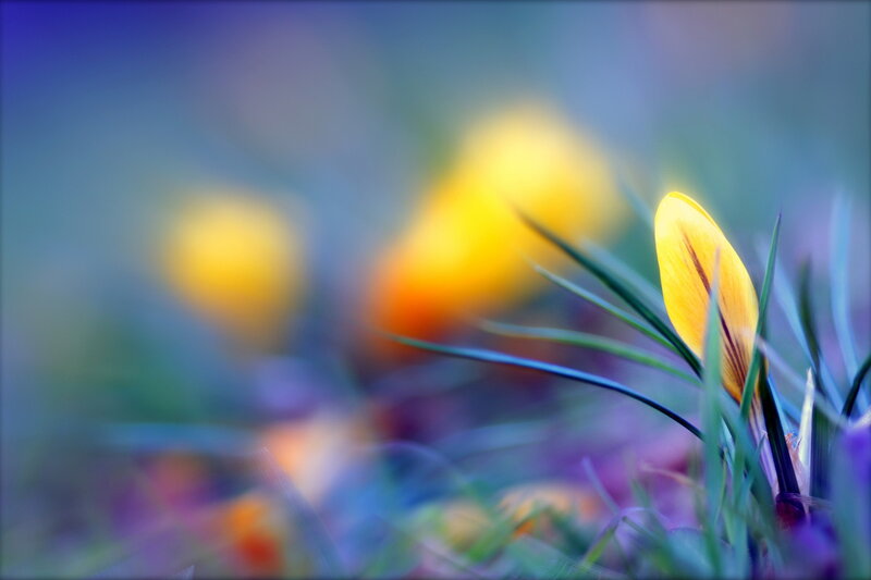 Yellow Crocus Bud