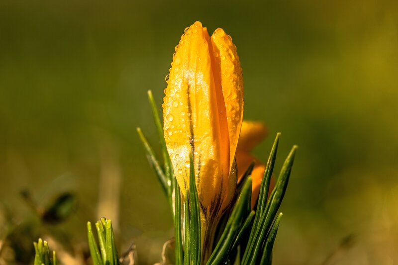 Yellow crocus bud with dew