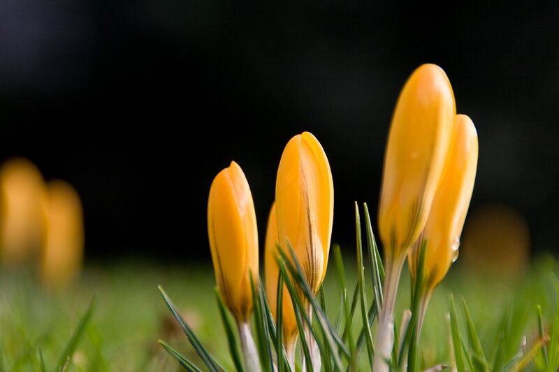 Yellow Crocus Buds — Dramatic
