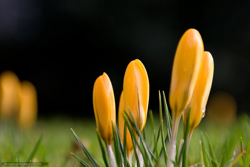 Yellow Crocus Buds — Serene, Spring, Photograph, Grass