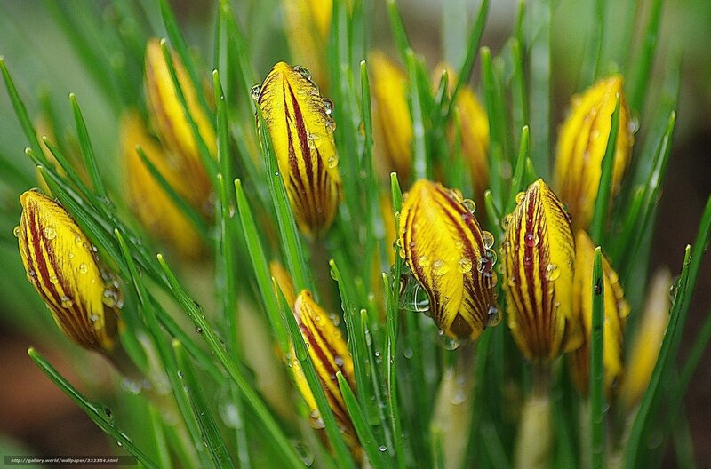 Yellow Crocus Buds — Serene, Spring, Photograph
