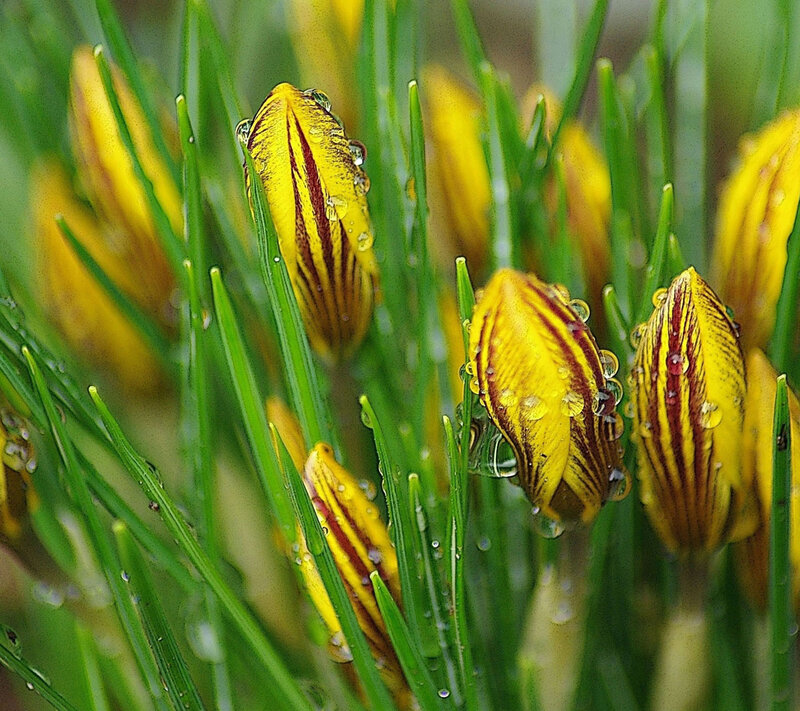 Yellow Crocus Buds — Serene, Spring