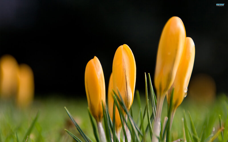 Yellow Crocus Buds