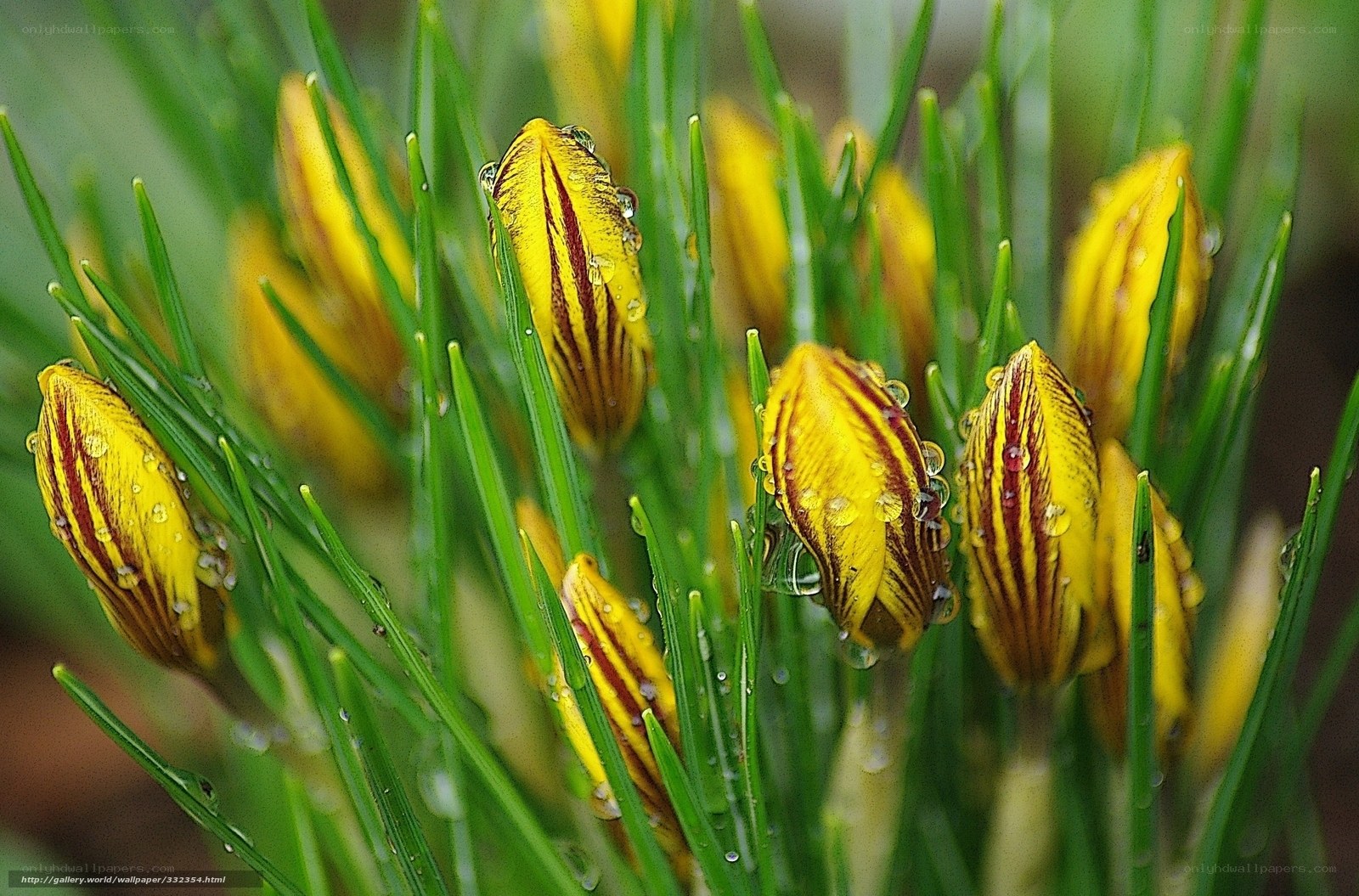 Yellow crocus buds with dew