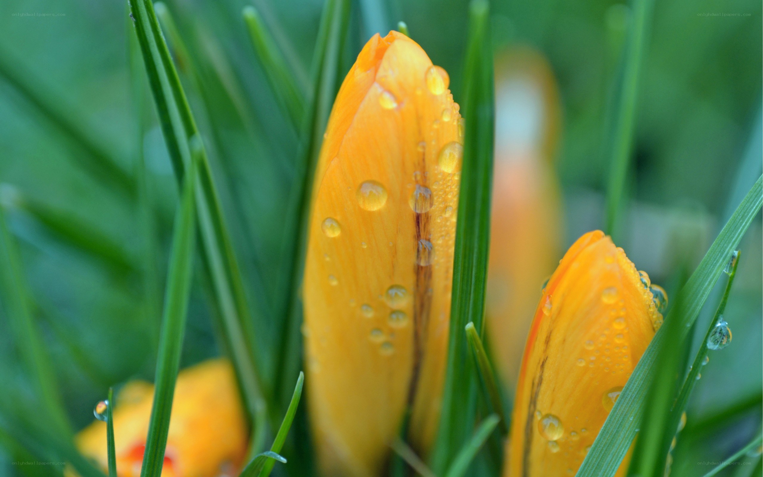 Yellow crocus buds with dew