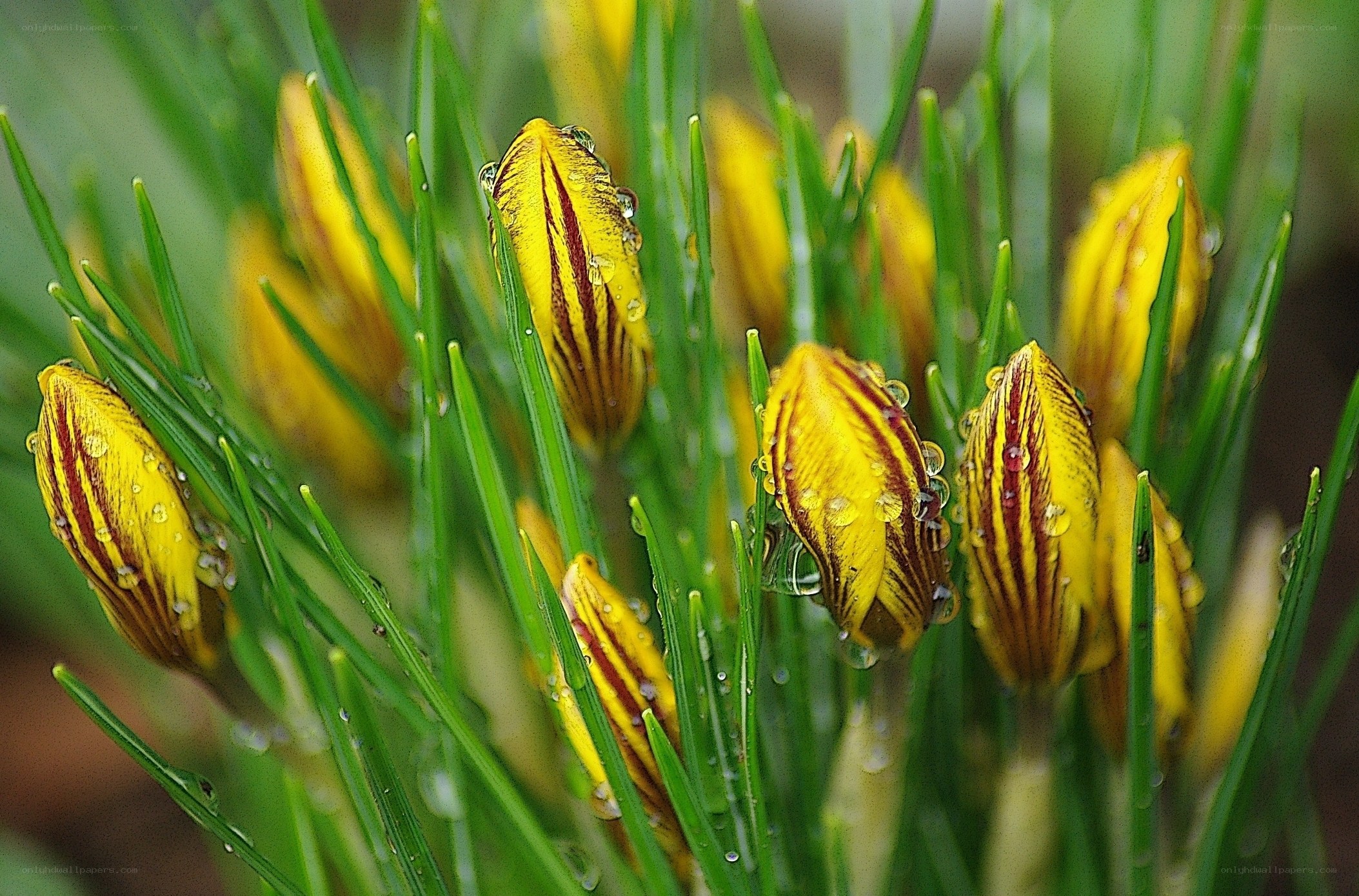 Yellow crocus buds with dew