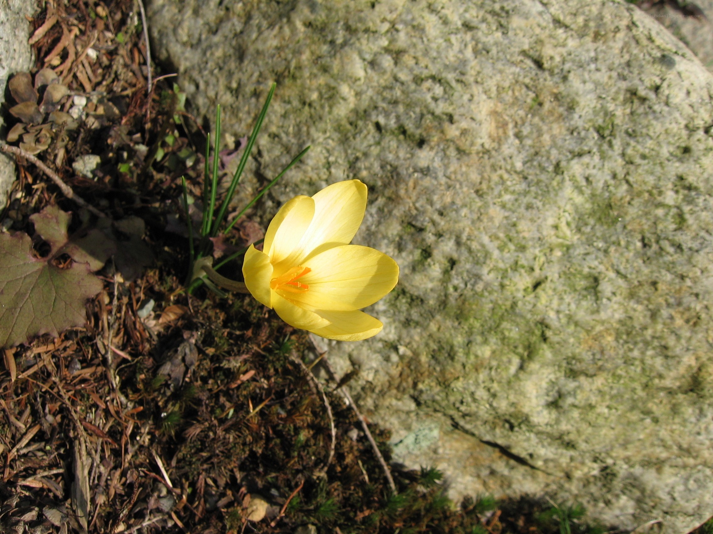 Yellow crocus by a rock