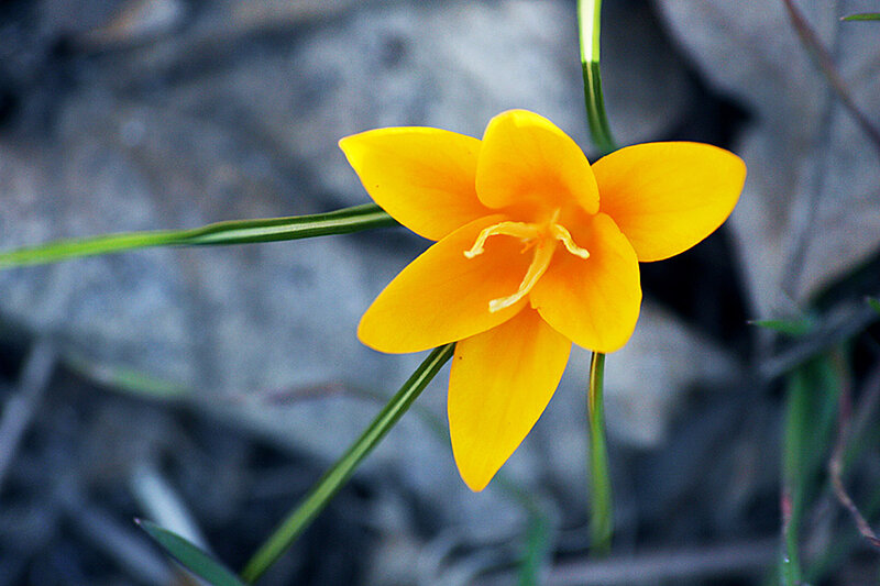 Yellow Crocus Flower — Calm