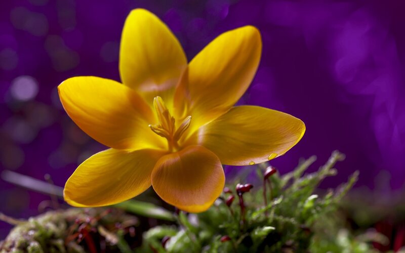 Yellow Crocus Flower — Dramatic, Spring