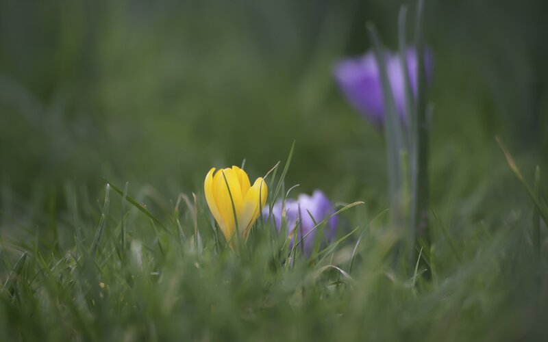 Yellow Crocus Flower — Green