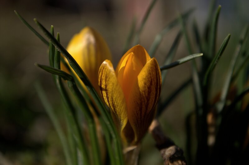 Yellow Crocus Flower — Natural, Spring
