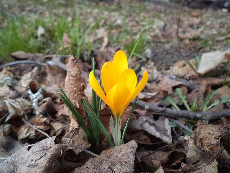 Yellow Crocus Flower — Natural