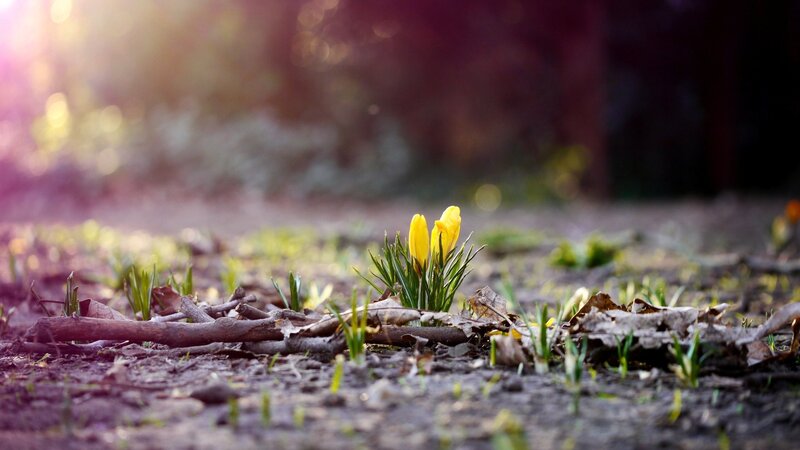 Yellow Crocus Flower — Serene, Spring, Photograph, Leaves