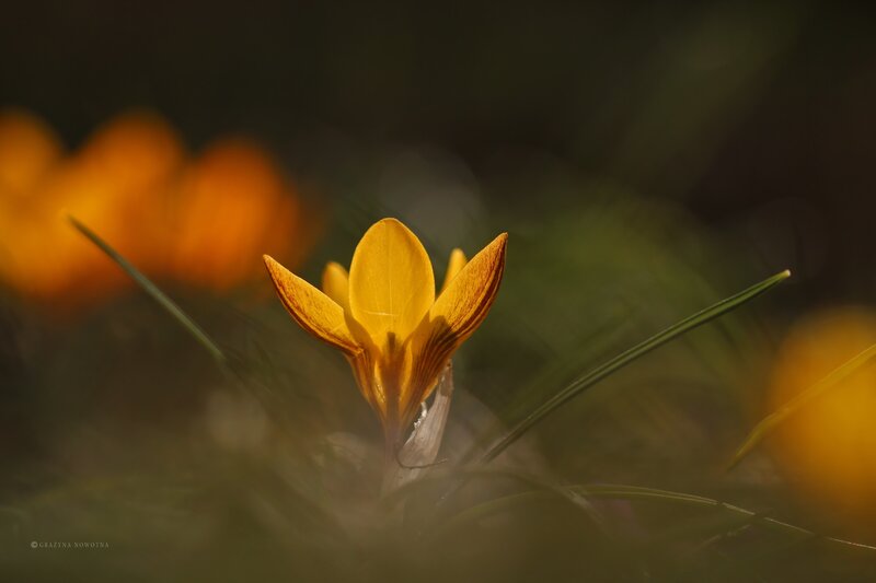 Yellow Crocus Flower — Serene, Spring, Photograph