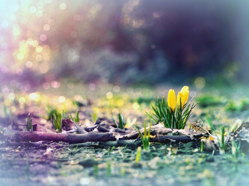Yellow Crocus Flower — Serene, Spring