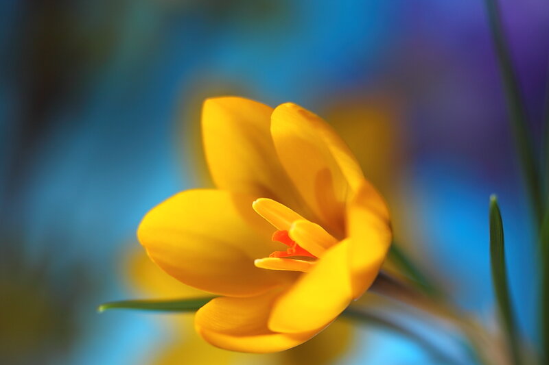 Yellow Crocus Flower — Serene