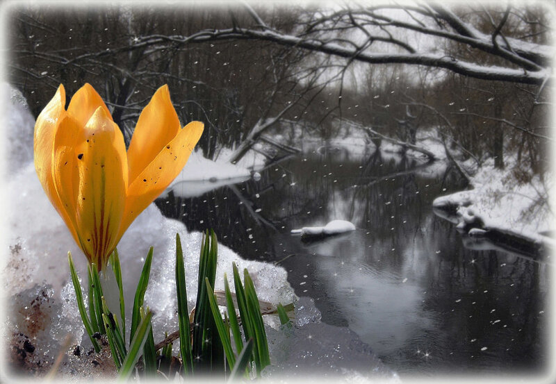 Yellow Crocus Flower