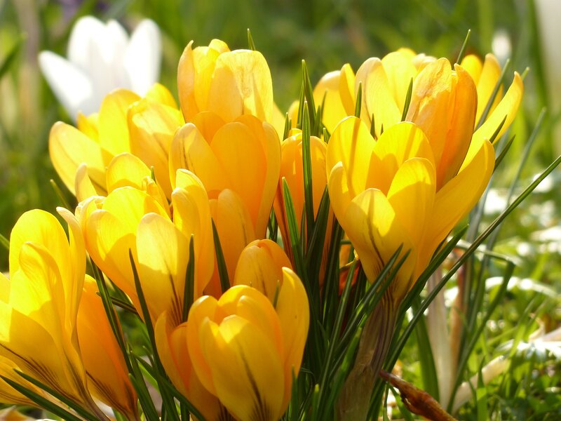 Yellow Crocus Flowers — Bright, Spring, Photograph, Green Grass