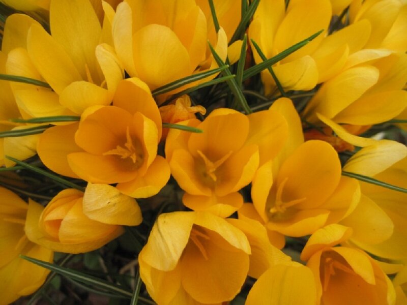 Yellow Crocus Flowers — Bright, Spring, Photograph, Green Leaves